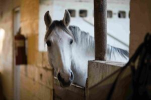 Horse in Stable needing a Notary